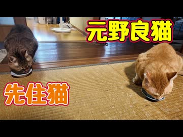 ちょっと仲直りできた？ 【元野良猫】