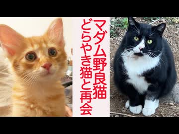 マダム野良猫、どらやき猫の帰還を祝う