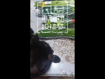 【日記動画投稿祭2026年夏】我が家の猫日記　23日目：ゴーヤじゃおどろかないよ【VOICEVOX：東北ずん子】