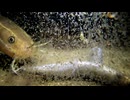 2026/8/21 【水中カメラ実況#U108】魚いるかな？　福井の海から水温30℃【金曜定期便】