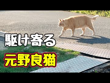 外でも先住猫と一緒に居たい【元野良猫】