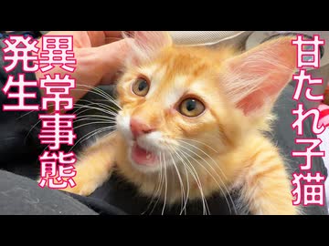 甘たれ茶トラ子猫、異常事態が発生する