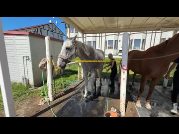 アヒルくん！馬術大会