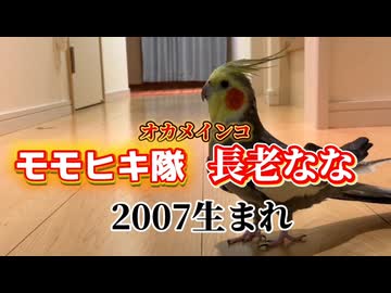 【神回】2007年生まれ長老の意地ｗ崩壊するジェンガと強制スロープ滑りのシュールな結末に完敗
