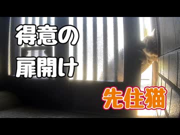 めっちゃ重い扉なんですが… 【元野良猫】