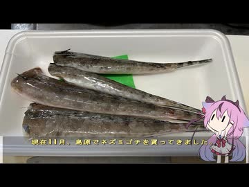 珍食材が食べたい！#238 ネズミゴチ