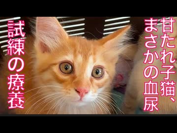 甘たれ子猫、まさかの血尿で試練の療養
