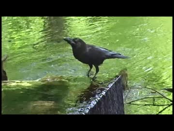 【野鳥観察と水の音色】湧き水を飲むカラス