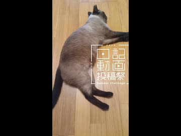 【日記動画投稿祭2026年夏】我が家の猫日記　25日目：猫が落ちている【VOICEVOX：東北ずん子】