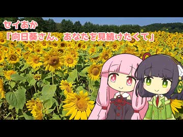 セイあか「ひまわりさん、あなたを見続けたくて」