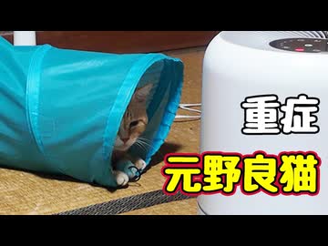 恋の病に薬なし… 【元野良猫】