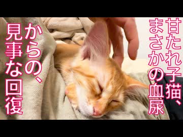 甘たれ子猫、血尿から見事回復する