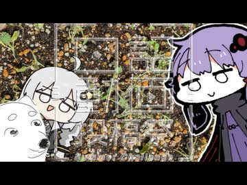 【日記動画投稿祭 2026 夏】ちんまい二人の雑日記【25日目】白菜、エビ水槽(アクアポニックス)