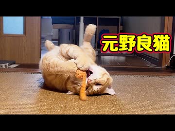 退屈そうに してたので… 【元野良猫】