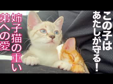 血尿の甘たれ子猫、姉猫たちの愛に包まれる