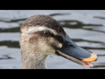 カルガモの鳴き声「グワ♪」【野鳥撮影】
