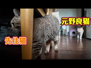やっぱり先住猫の近くに居たい 【元野良猫】