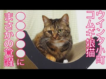 コムギ娘猫、⚪︎⚪︎⚪︎⚪︎⚪︎に覚醒する