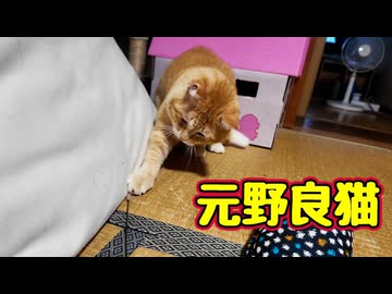 完全に おもちゃにハマった 【元野良猫】