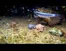 2026/8/28 【水中カメラ実況#U109】雨だけど魚いるかな？　能登の海から【金曜定期便】