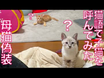 母猫の真似して子猫を呼んでみた