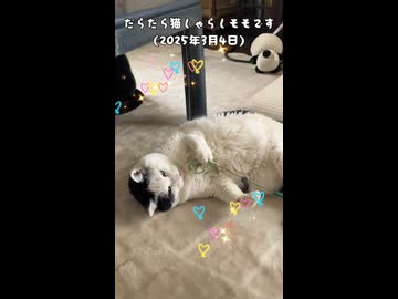 (再うp)だらだら猫じゃらしモモです(2025年3月4日)