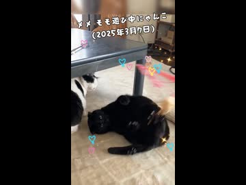 (再うp)メメ モモ遊び中にゃんこです(2025年3月7日)
