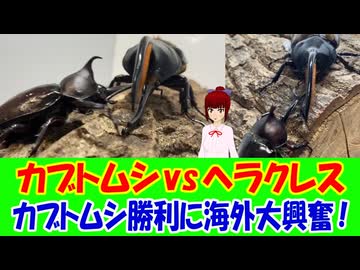 【海外の反応】 日本のカブトムシが世界の王者ヘラクレスオオカブトを投げ飛ばす動画が海外から大絶賛！ 「大きな相手に挑む小さな存在――そんな物語を嫌いな人なんていない。胸が熱くなる展開だった。」