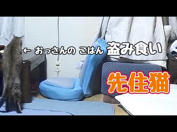 狙われた 晩ごはん 【元野良猫】