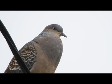 鳩の鳴き声♪「デデッポッポー」【キジバトのさえずり】