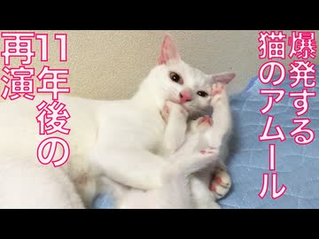 爆発する猫のアムール、熱く引き継がれる