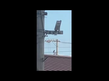 メタルマリオと鳴くホモカラス