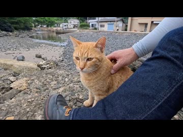 【猫島】桟橋に座ったら猫が隣を陣取ってきた！可愛すぎて悶絶