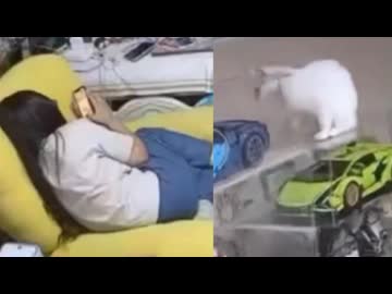 ホモと見る飼い猫に殺されかける女
