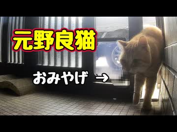 【元野良猫】はじめての おみやげ…