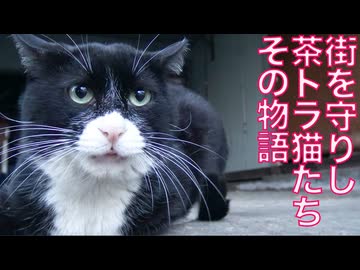 街を護った茶トラ猫たち、その物語