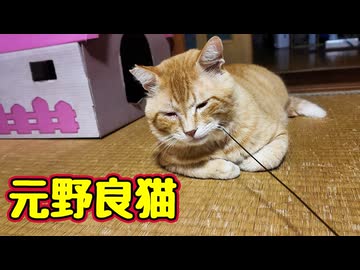 【元野良猫】はじめての あご下なでなで（棒で）