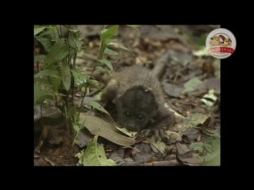 ジャングルで発見された子猿を励ます野獣先輩