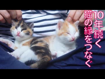 しあわせ繋ぐ、10年続く猫の縁