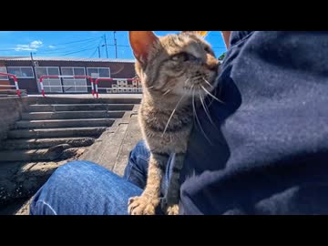【猫島】岸壁に座ったら猫が駆け寄ってきて、まさかの膝乗り！これは反則級に可愛い
