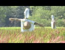 吉野ヶ里歴史公園で赤く色づいた稲穂が見頃に　10月には稲刈りイベントも