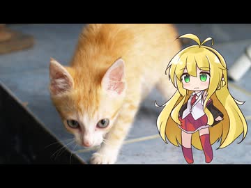マキにっき【ソフトウェアトーク劇場】ふと会ったこねこ
