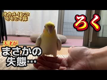 【放送事故】自力で帰る天才インコが大失態ｗ消灯の儀で見せた予想外の結末