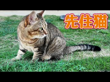 日差しが 柔らかくなってきました【元野良猫】