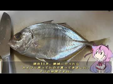 珍食材が食べたい！#239 カイワリ