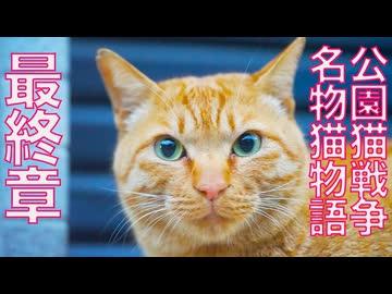 街の名物猫たちの物語、その最終章
