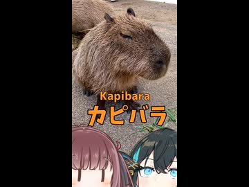 もっかりんの生き物メモ【カピバラ】