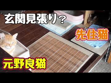 玄関 見張ってた訳は…【元野良猫】
