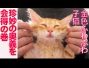 金色の子猫、珍妙の奥義に覚醒する