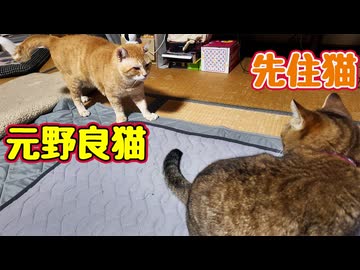 先住猫と遊びたい【元野良猫】